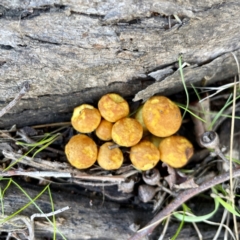 Gymnopilus sp. (Gymnopilus) at Hackett, ACT - 4 May 2023 by Hejor1