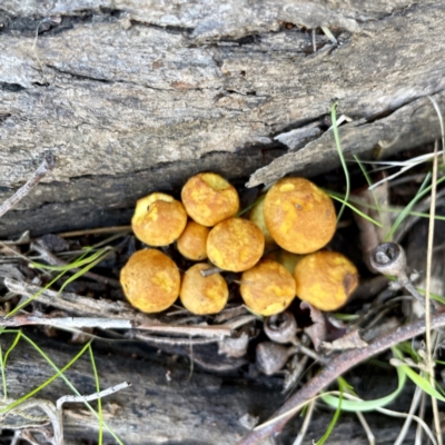 Gymnopilus sp. (Gymnopilus) at Hackett, ACT - 4 May 2023 by Hejor1