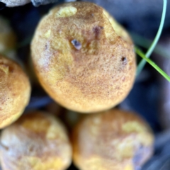 Gymnopilus sp. at Hackett, ACT - 4 May 2023