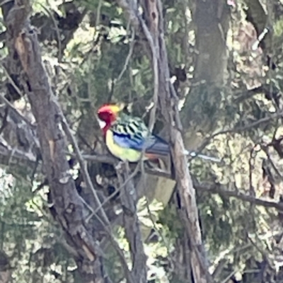 Platycercus eximius (Eastern Rosella) at Downer, ACT - 4 May 2023 by Hejor1