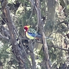 Platycercus eximius (Eastern Rosella) at Downer, ACT - 4 May 2023 by Hejor1