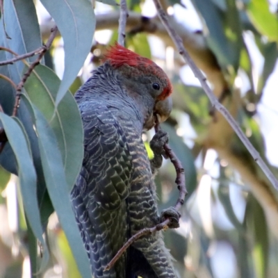 Callocephalon fimbriatum (Gang-gang Cockatoo) at Hughes, ACT - 4 May 2023 by LisaH