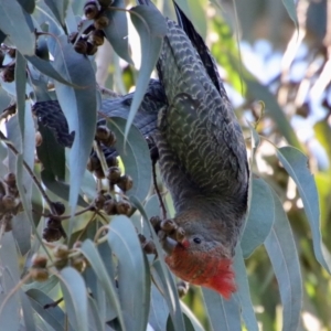 Callocephalon fimbriatum at Hughes, ACT - 4 May 2023