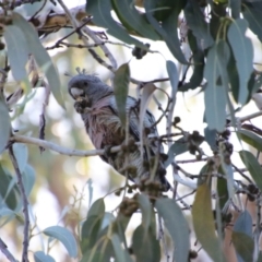 Callocephalon fimbriatum at Hughes, ACT - suppressed