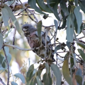 Callocephalon fimbriatum at Hughes, ACT - 4 May 2023