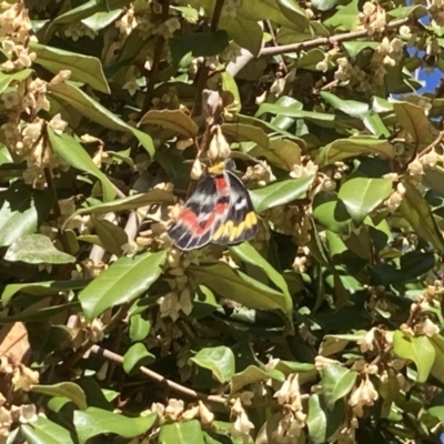 Delias harpalyce (Imperial Jezebel) at Theodore, ACT - 4 May 2023 by Cardy