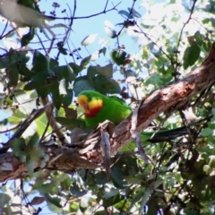Polytelis swainsonii (Superb Parrot) at Hughes, ACT - 4 May 2023 by LisaH