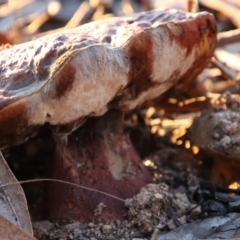 Boletus sp. at Red Hill to Yarralumla Creek - 4 May 2023 by LisaH