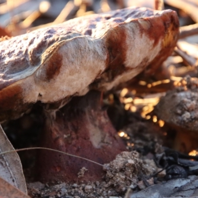 Bolete sp. (Bolete sp.) at Hughes, ACT - 4 May 2023 by LisaH