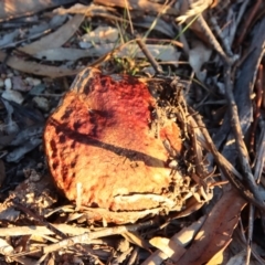 Bolete sp. at Hughes, ACT - 4 May 2023