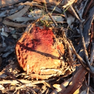 Bolete sp. at Hughes, ACT - 4 May 2023