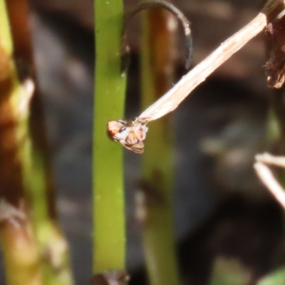 Mantodea (order) (Unidentified praying mantis) at Acton, ACT - 4 May 2023 by RodDeb