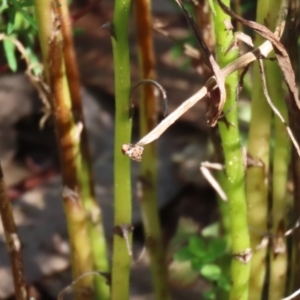 Mantodea sp. (order) at Acton, ACT - 4 May 2023