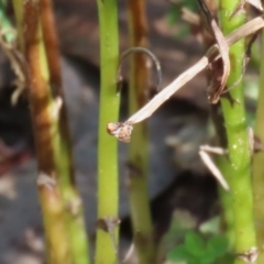 Mantodea sp. (order) at Acton, ACT - 4 May 2023