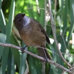 Pachycephala olivacea at Acton, ACT - 4 May 2023