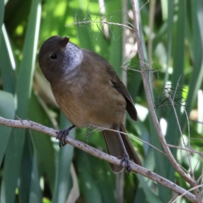 Pachycephala olivacea (Olive Whistler) at ANBG - 4 May 2023 by RodDeb
