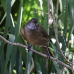 Pachycephala olivacea at Acton, ACT - suppressed