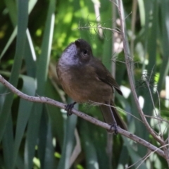 Pachycephala olivacea at Acton, ACT - 4 May 2023