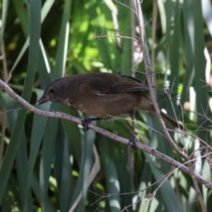 Pachycephala olivacea at Acton, ACT - 4 May 2023