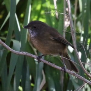 Pachycephala olivacea at Acton, ACT - 4 May 2023