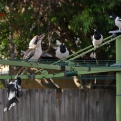 Cracticus nigrogularis (Pied Butcherbird) at Wellington Point, QLD - 24 Apr 2023 by TimL