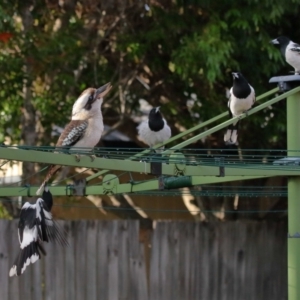 Cracticus nigrogularis at Wellington Point, QLD - suppressed