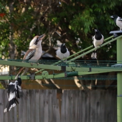 Cracticus nigrogularis (Pied Butcherbird) at Wellington Point, QLD - 23 Apr 2023 by TimL