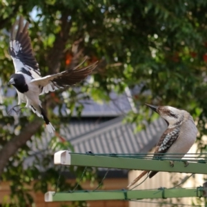 Cracticus nigrogularis at Wellington Point, QLD - suppressed