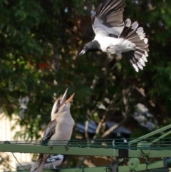 Dacelo novaeguineae (Laughing Kookaburra) at Wellington Point, QLD - 23 Apr 2023 by TimL