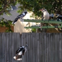 Dacelo novaeguineae at Wellington Point, QLD - suppressed