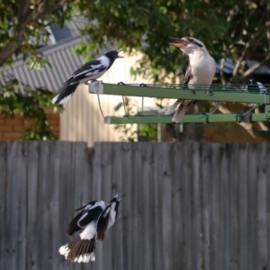 Dacelo novaeguineae at Wellington Point, QLD - 24 Apr 2023