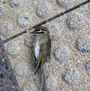 Caligavis chrysops at Canberra, ACT - 3 May 2023