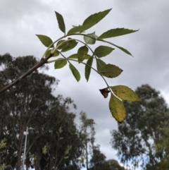 Fraxinus angustifolia (Desert Ash) at Belconnen, ACT - 2 May 2023 by rainer