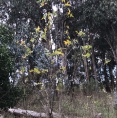 Fraxinus angustifolia at Belconnen, ACT - 3 May 2023