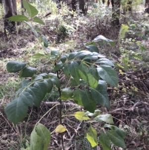 Fraxinus angustifolia at Belconnen, ACT - 3 May 2023