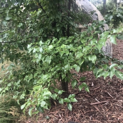 Pyrus calleryana (Callery Pear) at Bruce, ACT - 28 Mar 2023 by rainer