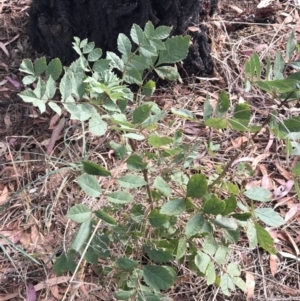 Fraxinus angustifolia at Kaleen, ACT - 16 Mar 2023 09:43 AM