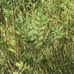 Fraxinus angustifolia at Kaleen, ACT - 16 Mar 2023 09:43 AM