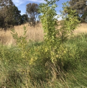 Fraxinus angustifolia at Kaleen, ACT - 16 Mar 2023 09:43 AM