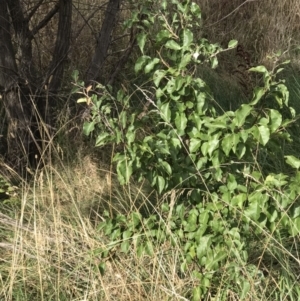 Pyrus calleryana at Kaleen, ACT - 16 Mar 2023 09:39 AM