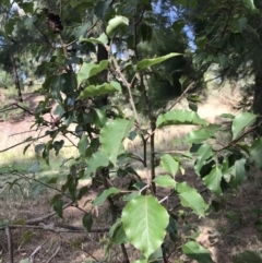 Pyrus calleryana at Kaleen, ACT - 16 Mar 2023 09:39 AM