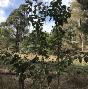 Pyrus calleryana at Kaleen, ACT - 16 Mar 2023 09:39 AM