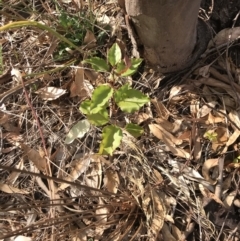 Pyrus calleryana at Kaleen, ACT - 16 Mar 2023