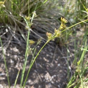 Juncus tenuis at Booth, ACT - 12 Jan 2022