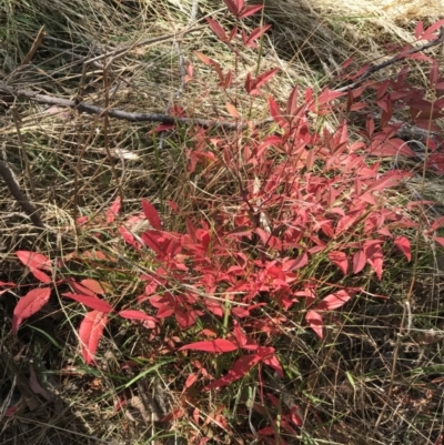 Nandina domestica (Sacred Bamboo) at The Pinnacle - 4 May 2023 by rainer