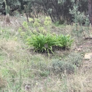 Agapanthus praecox subsp. orientalis at Bruce, ACT - 5 May 2023