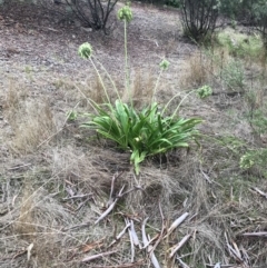 Agapanthus praecox subsp. orientalis at Bruce, ACT - 5 May 2023