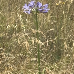 Agapanthus praecox subsp. orientalis (Agapanthus) at Lawson, ACT - 4 May 2023 by rainer