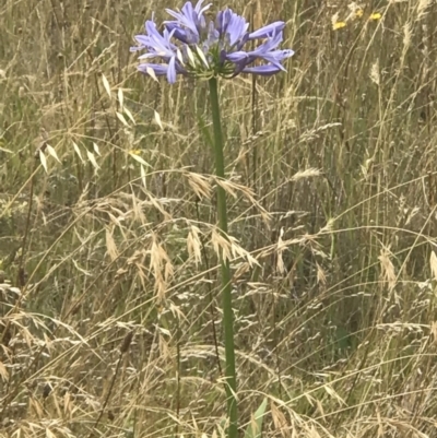 Agapanthus praecox subsp. orientalis (Agapanthus) at Lawson, ACT - 5 May 2023 by rainer