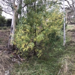 Fraxinus angustifolia at Bruce, ACT - 3 Apr 2023